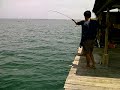 image Mancing Strike Ikan Talang Di Keramba Apung Pulau Serangan Bali