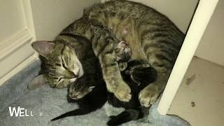 Newborn Kittens | What to Expect When She’s Expecting