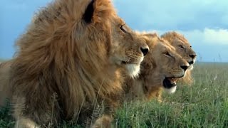 HD Spy Cam - Animals Documentary - AFRICA INTENSE HD Spy Cam - Animals Documentary - AFRICA INTENSE