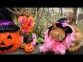 Halloween　cute cat  No１  h　なかよし茶トラ　ハロウィーン猫　kawaii