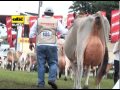ganado leche