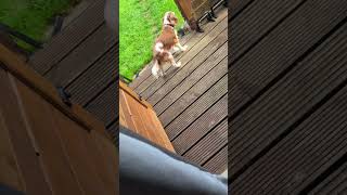 Bts - Borking At Nothing
