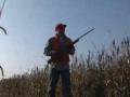 Pheasant Hunting @ Cedar Valley Lodge, Spring Green,WI