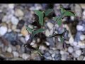 time lapse: Oxalis Triangularis (Oxalis Regnellii) opening leaves