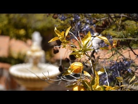 Nikon D3200 sample video