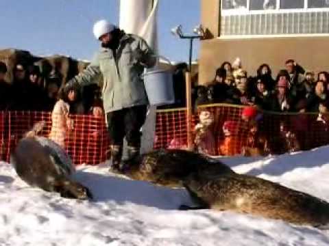 旭山動物園：アザラシのもぐもぐタイム午後の部_Feb．4th．2008