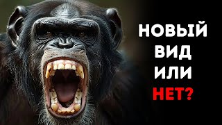 🦍 Насколько Опасны Гигантские Шимпанзе Били?