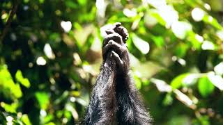 Mating Machine Chimps In Issa Valley, Tanzania