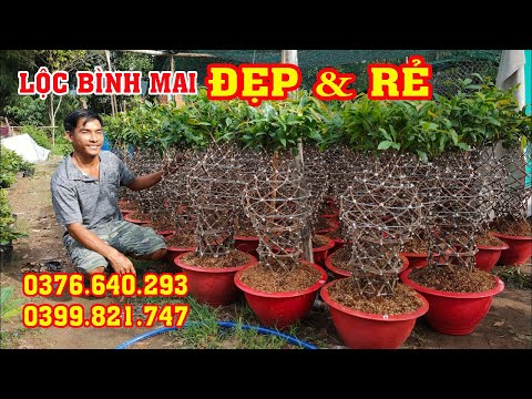 📞 HIỆP 0376640293 | 0399821747 GL CHẬU LỘC BÌNH MAI ĐẸP RẺ TOÀN QUỐC 02/09/2020 | Bến Tre Ơi