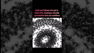 Death Spiral Ant Mil