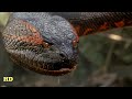 Anaconda Documentary - The Giant Monster [ National Geographic Documentary 2020 HD ]