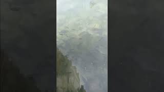 Got To Love The Snapper Spawn