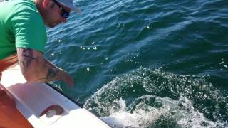 action of 9'6" prototype Black Hole rod for striper