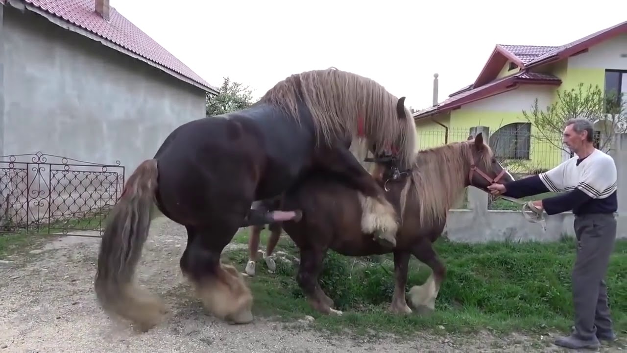 Порно Лошади Спаривание Лошадей Зад