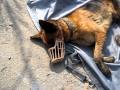 陰部長蛆的流浪狼犬之救援- 9