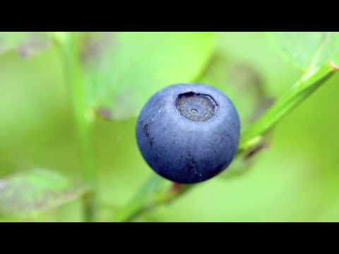 Blueberry Tree Part 1 Video