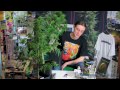 Royal Creamatic Harvest - Royal Queen Seeds Autoflowering Cannabis Grow