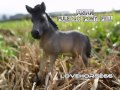 Scuderia Fantasy Equini I Miei Cavalli E Animali Schleich S images Scuderia Fantasy Equini I Miei Cavalli E Animali Schleich S