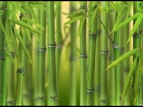 El Bambu una Planta Milagrosa con Múltiples Propiedades y El Bambu una Planta Milagrosa con Múltiples Propiedades y