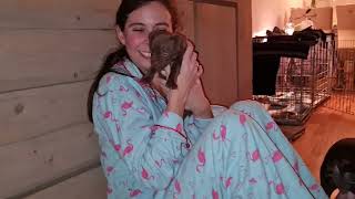 Pups Playing Mischieving 4 Weeks 6 Dys Obi2021 Patterdale Terriers Black Red Fell Pups Puppies Puppy