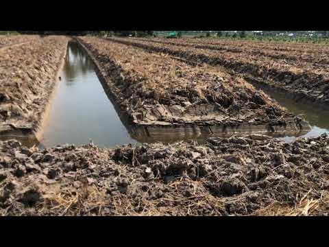 Lên Liếp, Lên Vườn Từ Đất Ruộng.Kube 0913 68 47 97 , Bà Con Và Các Bạn Cần Chú Ý...Video Nên Xem!