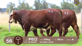 LOTE 55, 56 | Remate Braford Estância do Sossego 2021