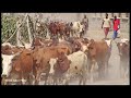 Ethiopia's booming livestock industry