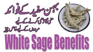 White Sage Benefits - Behman Safed Ke Fayde -Mani Ghari Karne Ke Liye