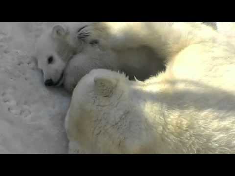 ホッキョクグマの赤ちゃん ララの顔にアタック~Polar Bears Baby
