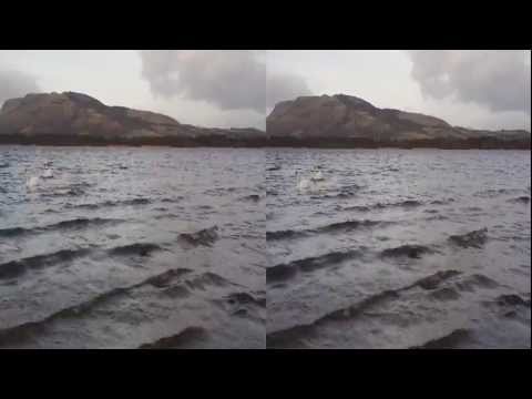 Swans on choppy Loch Leven Vane Farm Nature Reserve Scotland...