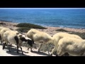 Goats and Sheep on Lara Beach Road, Cyprus