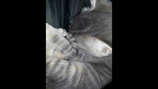 Kitty S Toes To Go To Sleep