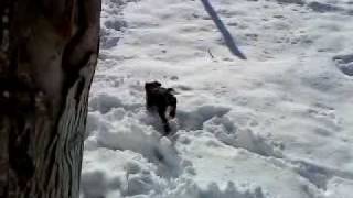 Jagd Terrier 2 Mois Dans Neige