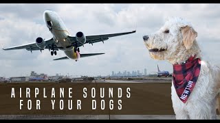Airplane Sound Dog Desensitization Sound Noise for Puppy Dog Socialization