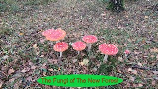 The Fungi of The New Forest - a compilation with music