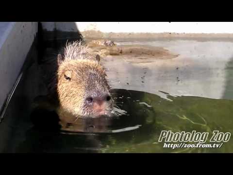 Capybara baby 親子でプールに入るカピバラ@市川市動植物園