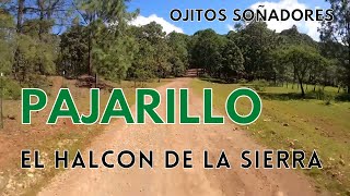 Watch El Halcon De La Sierra Pajarillo video