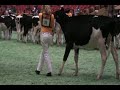 International Junior Holstein Show Winter Calf