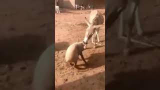 Donkey And Pig