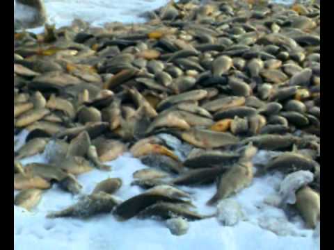 клев рыбы в адаево клев рыбы в адаево