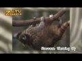 ZooZappers - Raccoon - Wasbeer - procyon lotor #01