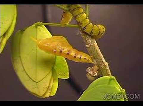 Swallowtail Butterfly Life Cycle on Time Lapse Phoebis Sennae Butterfly Pupates Emerges