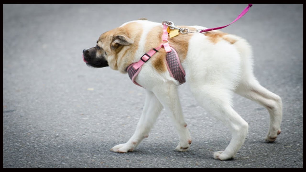 Pig The Deformed Dog...Hero, Internet Sensation - YouTube