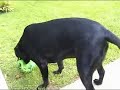 Black Lab Puppy, Moon Shadow