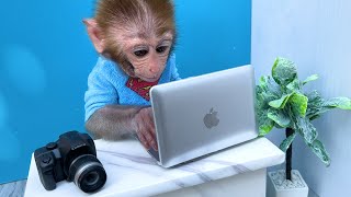 Monkey Baby Bon Bon Uses Computer And Eats Hamburgers