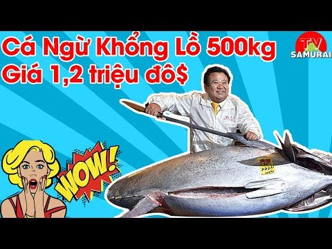 Cách Người Nhật xử lý cá 500kg khiến người xem thán phục | Trị giá con cá lên đến 1,2 triệu $