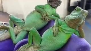 Funny Videos 2019-Animals that doing stupid things