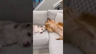 The Pranking Puppy Strikes Again