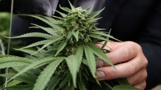 Ups and downs of the medical marijuana industry  6/3/13