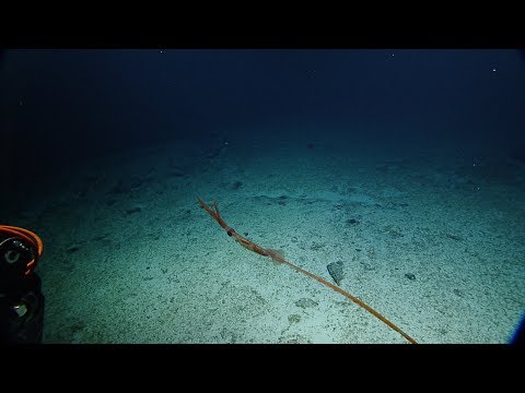 Sinuous Asperoteuthis Mangoldae Squid Filmed Alive for First Time | Nautilus Live